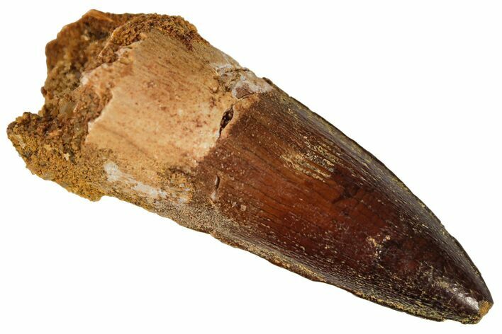 Spinosaurus Tooth - Real Dinosaur Tooth #191336